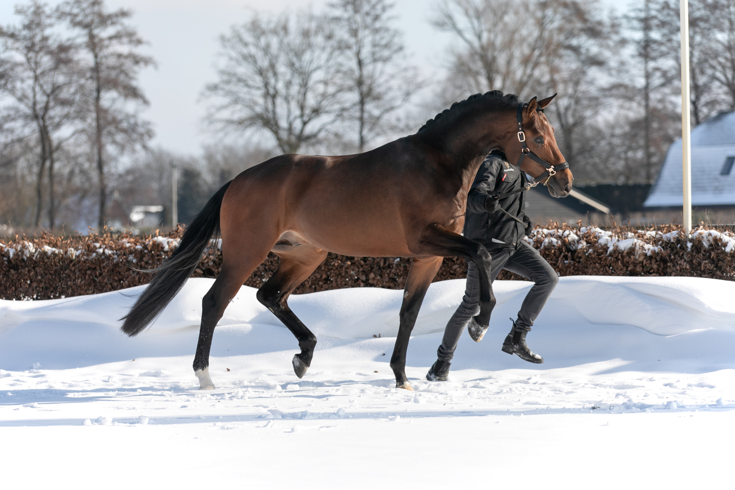 Horse Broker & Appraiser